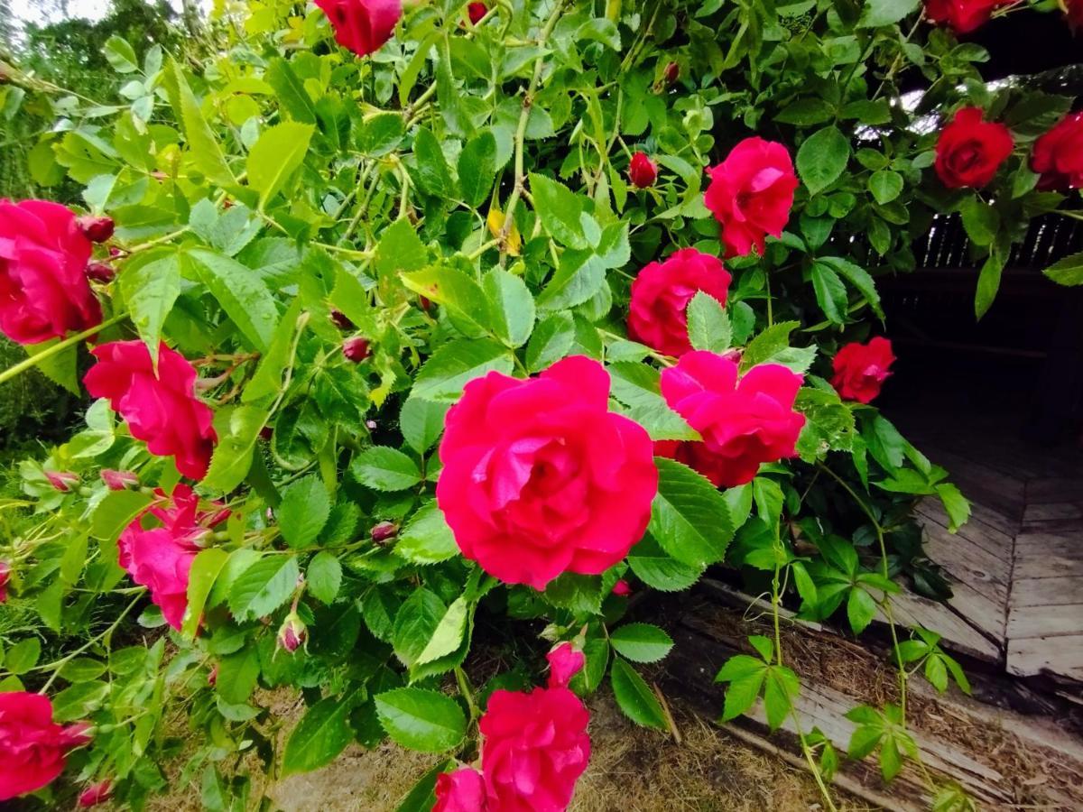 Garden House Nad Jeziorem Szelment Przejma Wielka Bagian luar foto